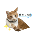 猫ズ1（個別スタンプ：9）