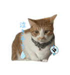 猫ズ1（個別スタンプ：10）