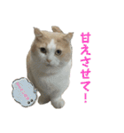 猫ズ1（個別スタンプ：11）