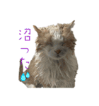 猫ズ1（個別スタンプ：13）