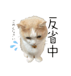 猫ズ1（個別スタンプ：14）
