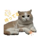 猫ズ1（個別スタンプ：15）