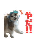 猫ズ1（個別スタンプ：16）