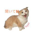 猫ズ1（個別スタンプ：17）