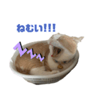 猫ズ1（個別スタンプ：18）