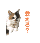 猫ズ1（個別スタンプ：19）