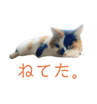猫ズ1（個別スタンプ：20）
