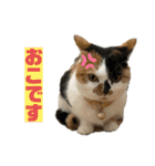 猫ズ1（個別スタンプ：21）