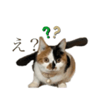 猫ズ1（個別スタンプ：22）