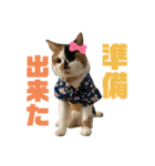 猫ズ1（個別スタンプ：24）