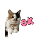 猫ズ1（個別スタンプ：25）