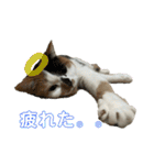 猫ズ1（個別スタンプ：27）