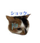 猫ズ1（個別スタンプ：28）