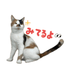 猫ズ1（個別スタンプ：29）