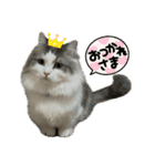 猫ズ1（個別スタンプ：30）