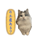 猫ズ1（個別スタンプ：31）