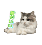 猫ズ1（個別スタンプ：32）