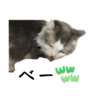 猫ズ1（個別スタンプ：34）