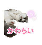 猫ズ1（個別スタンプ：36）