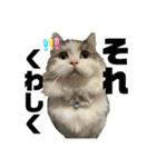 猫ズ1（個別スタンプ：37）