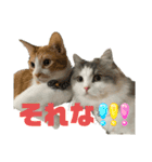 猫ズ1（個別スタンプ：38）