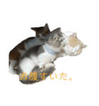 猫ズ1（個別スタンプ：39）