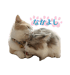 猫ズ1（個別スタンプ：40）