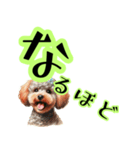 トイプードルのきまぐれ気分♪（個別スタンプ：13）