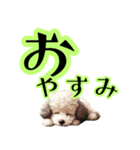 トイプードルのきまぐれ気分♪（個別スタンプ：26）