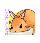 うさぎeveryday（個別スタンプ：14）