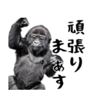 やる気のないゴリラの赤ちゃん！(超便利)（個別スタンプ：27）
