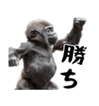 やる気のないゴリラの赤ちゃん！(超便利)（個別スタンプ：28）