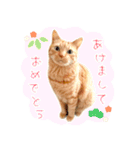 年末年始～春のあいさつ ✿ 茶トラ スタンプ（個別スタンプ：1）