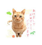 年末年始～春のあいさつ ✿ 茶トラ スタンプ（個別スタンプ：2）