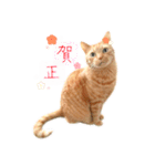 年末年始～春のあいさつ ✿ 茶トラ スタンプ（個別スタンプ：3）