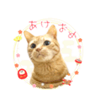 年末年始～春のあいさつ ✿ 茶トラ スタンプ（個別スタンプ：4）
