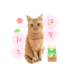 年末年始～春のあいさつ ✿ 茶トラ スタンプ（個別スタンプ：7）