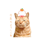 年末年始～春のあいさつ ✿ 茶トラ スタンプ（個別スタンプ：9）