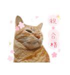 年末年始～春のあいさつ ✿ 茶トラ スタンプ（個別スタンプ：15）