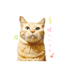 年末年始～春のあいさつ ✿ 茶トラ スタンプ（個別スタンプ：25）