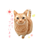 年末年始～春のあいさつ ✿ 茶トラ スタンプ（個別スタンプ：31）