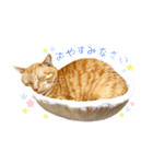 年末年始～春のあいさつ ✿ 茶トラ スタンプ（個別スタンプ：32）