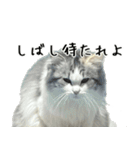 サイベリアンのくるみ3（個別スタンプ：1）