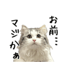 サイベリアンのくるみ3（個別スタンプ：2）