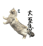 サイベリアンのくるみ3（個別スタンプ：4）