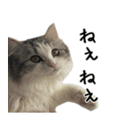 サイベリアンのくるみ3（個別スタンプ：5）