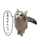 サイベリアンのくるみ3（個別スタンプ：7）