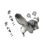 サイベリアンのくるみ3（個別スタンプ：9）