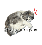 サイベリアンのくるみ3（個別スタンプ：10）