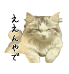 サイベリアンのくるみ3（個別スタンプ：11）